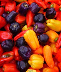 Capsicum Capsicum