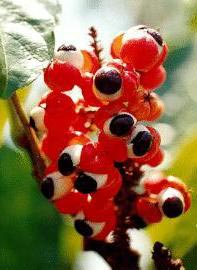 Guarana Guarana