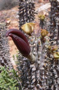 Hoodia gordonii Hoodia gordonii