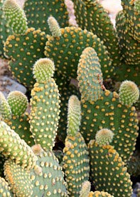 NeOpuntia NeOpuntia